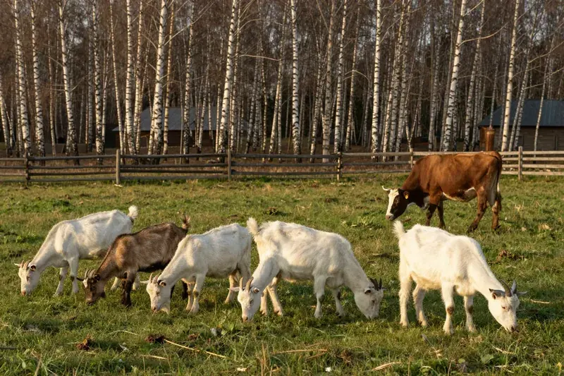 Козы и корова пасутся на лугу у берёзовой рощи вечером